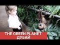 Познакомились с ЛЕНИВЦЕМ и погуляли с летучими мышами в The Green Planet в Дубае