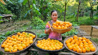 Harvesting Lekima Fruit Goes market sell  Gardening  puppy | Lý Thị Ca