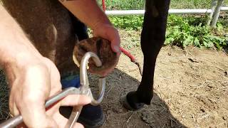 Hoof Testers - Using by David Jones