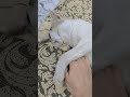 মাশাল্লাহ আমার যে চেহারা #cat #catvideos #cute #funny