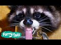 Funny raccoon moments   furry tails