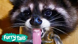 Funny Raccoon Moments 🦝 | Furry Tails