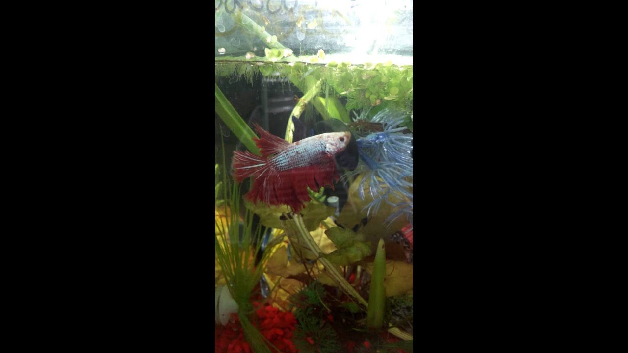 Betta breeding and laying eggs YouTube