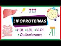 🔴 Lipoproteínas: Quilomicrones, VLDL, LDL y HDL [Transporte de lípidos]