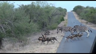 Zebras Chase Wild Dogs In Kruger