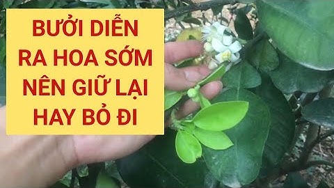 bưởi diễn ra hoa sớm nên giữ lại hay bỏ đi