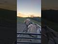 🌟Driving Fjord Horse Stallion into the SUNSET 🌟#equestrianjourney #horses