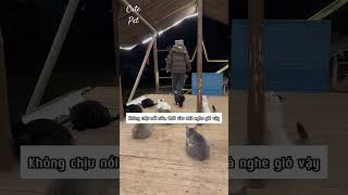 Cute pet | Đồng cỏ mèo đã trải qua cơn bão tuyết 🥰