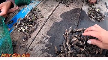 CẬN CẢNH BĂNG RỪNG BẮT ỐC LEN TO Ú Ụ !