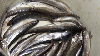 DISCOVERING | Lake Superior Smelt Decline & 1800's Log Dam Trout Habitat