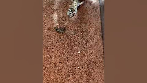Leopard Gecko vs Grasshopper