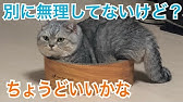 どうぶつ奇想天外にも出演 デブ猫ぴやくんをご紹介 ねこである 第6回part1 10年4月4日 Youtube