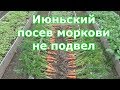 Результат июньского посева моркови