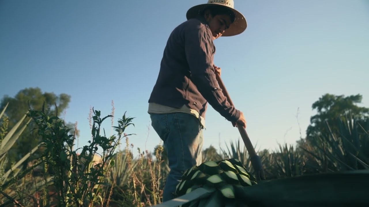Oro Azul Asociados. Invest in shares of Agave Azul Tequilana Weber plantation.
