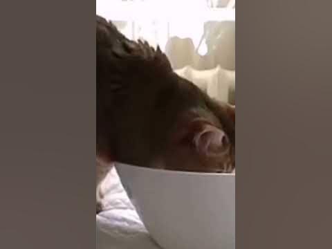 маленькие котики 😚😍 - YouTube