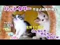 【母猫は1歳】子猫が子ネコを育てる！ #18 バットタワーを不法占拠する「お子達」が可愛いｗ