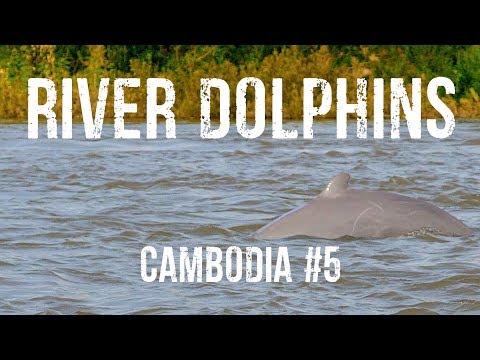 Video: Delfino Irrawaddy. Descrizione delle specie in via di estinzione