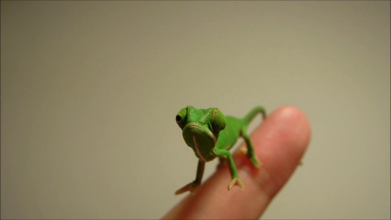 キョロキョロ エボシカメレオンの赤ちゃん Baby Veiled Chameleon Youtube