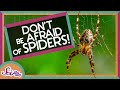 Don't Be Afraid of Spiders! | Biology for Kids | SciShow Kids