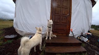 Белый Хаски и белая Лайка Sim. / White blue-eyed Husky and white Siberian husky named SIM, friends.