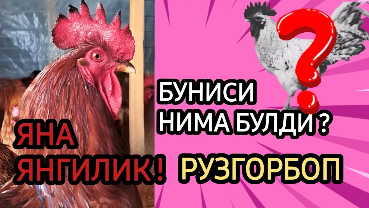 ЯНА ЯНГИЛИК ! РУЗГОРБОП ЯНГИЛАНГАН ХАН-ХЯП ВА БАРКОВСКИЙ ТОВУҚЛАРИ