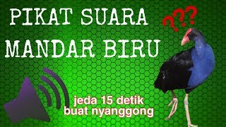 # Pikat suara burung Mandar Biru (2), jeda 15 detik buat nyanggong.