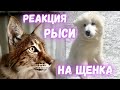 Реакция рыси на щенка самоеда!