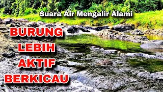 Semua Jenis Burung Cepat Buka Paruh, Terapi Air Mengalir Suara Hutan Alami