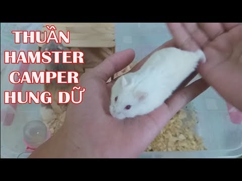 Video: Cách Thuần Hóa Chuột