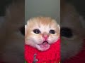 kitty meows😺 #kitten#pets #animals #cat