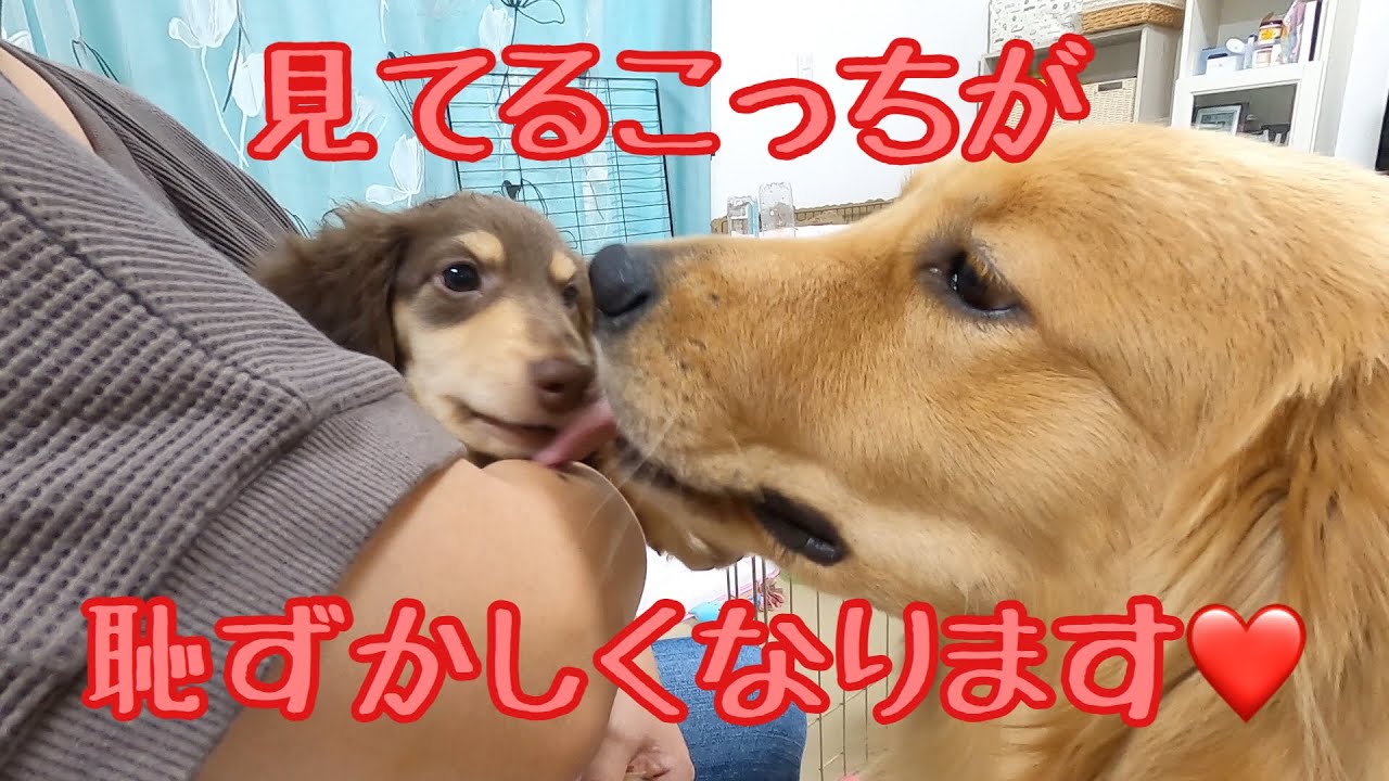 仲の良い2匹による仲良しアピールが恥ずかしすぎる まるで映画のワンシーン ゴールデンレトリバーのクッキーとミニチュアダックスフンドの子犬ショコラとの幸せな日常 Youtube