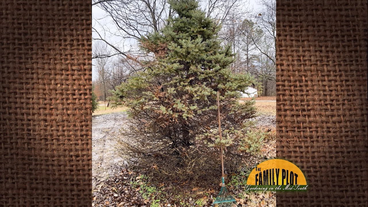 Q&A – My spruce is browning at the bottom. How do I save my tree? 