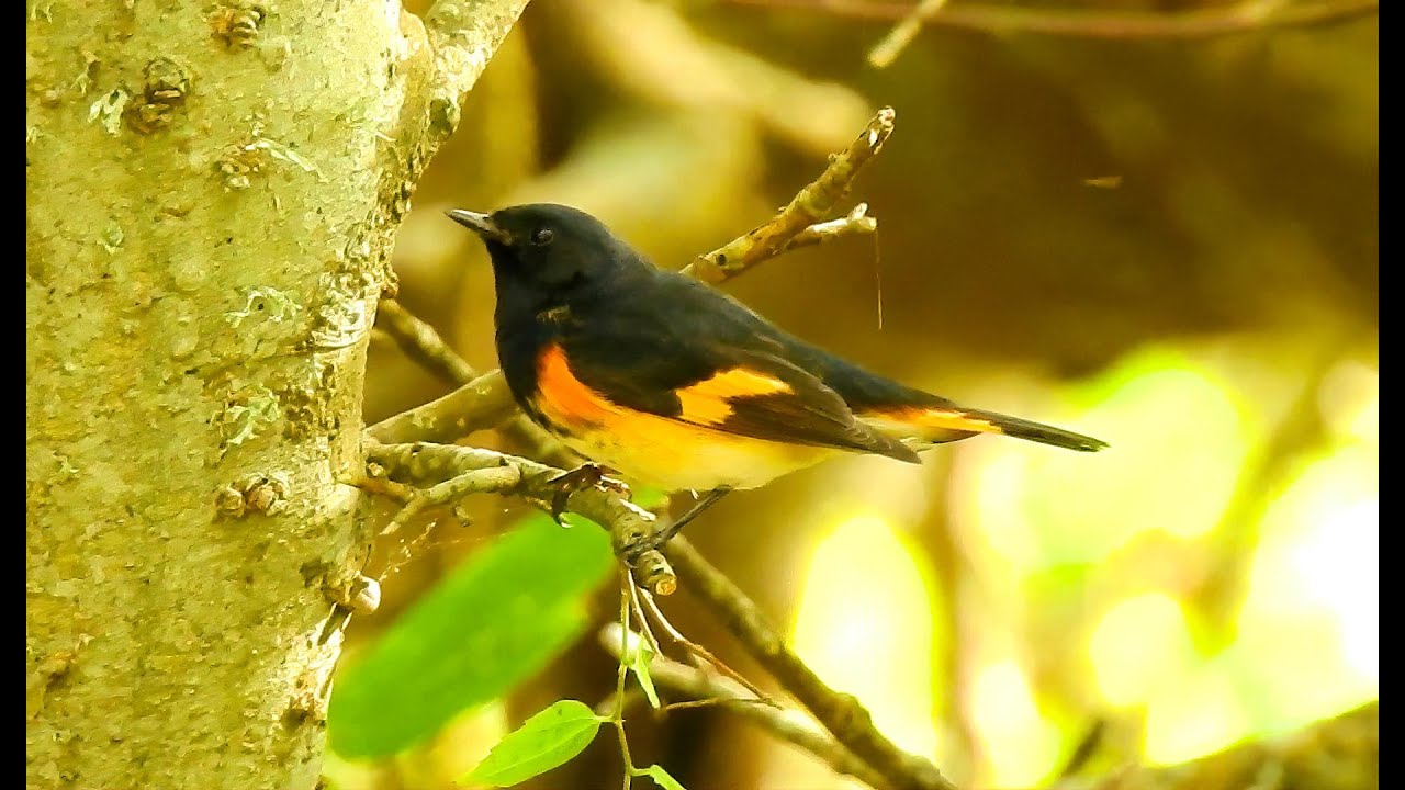 American Redstarts - Pat O'Neil Video Bird IDs