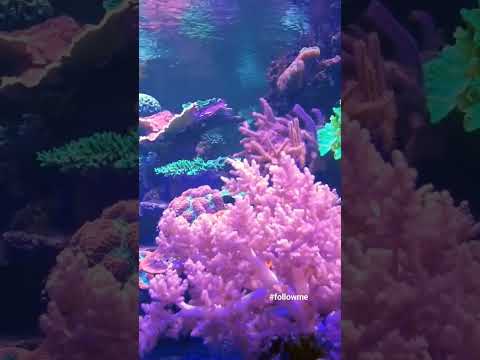 Video: Fabulous beauty of a coral reef, or What is a coral