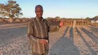 FARMING AT MANGETI|NAMIBIA| KAVANGO WEST CATTLE ARE DRYING WITH NO WATER