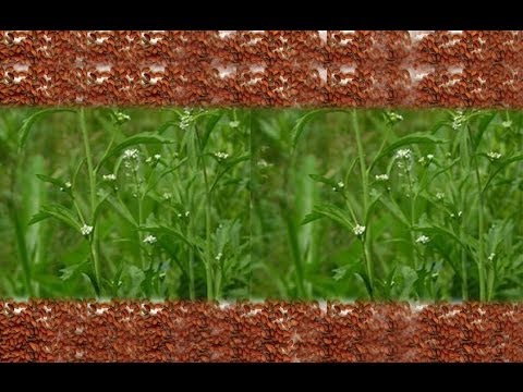 زراعة حب الرشاد في المنزل youtube