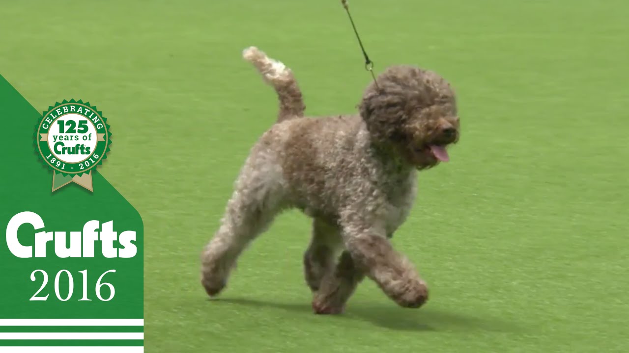 gun dogs crufts 2019