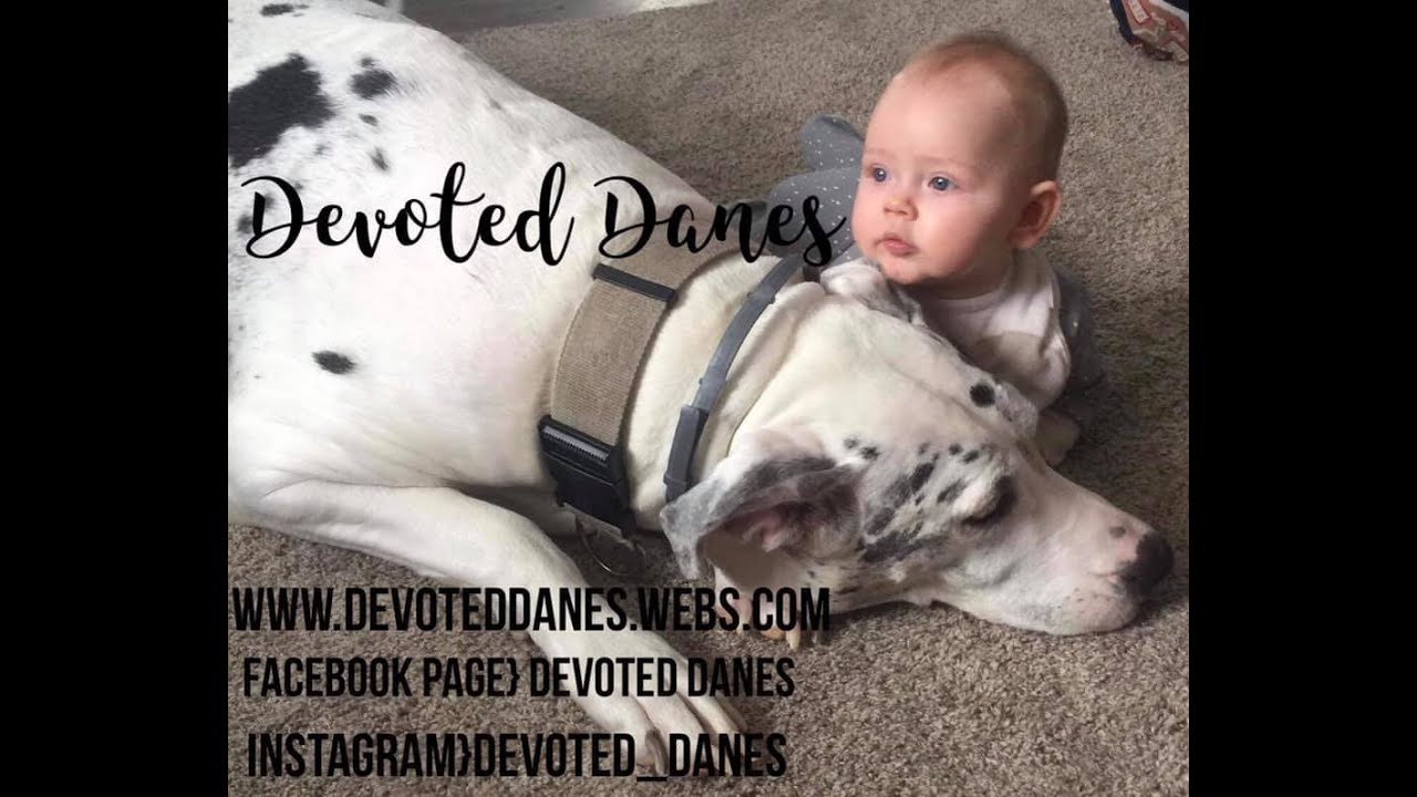 Great Dane day in the life YouTube