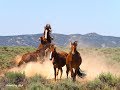 Sand Wash Basin Wild Horse slideshow 2018