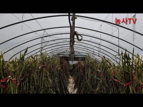 참깨수확후 낮은 비닐하우스에서 참깨건조대 파이프 없이 참깨건조하는방법 [농사TV]