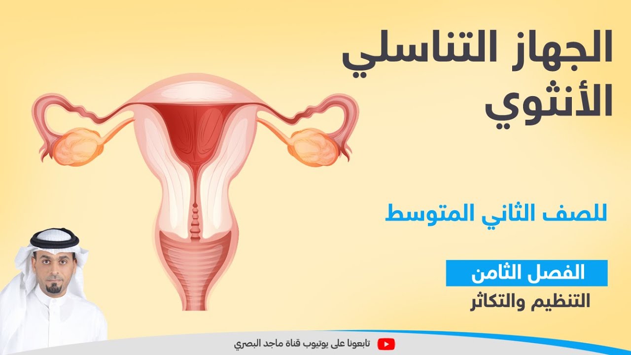 الجهاز التناسلي الأنثوي + دورة الحيض