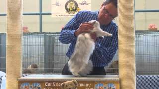 Download Lagu Royal Academy Lidya of Falkenhaus MP3