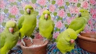 No Life is Complete Without the Love ❤️ 💕 of A Parrot 🦜... @discoverybyparveen