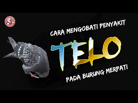 Video: Bagaimana cara mengobati paramyxovirus pada merpati?