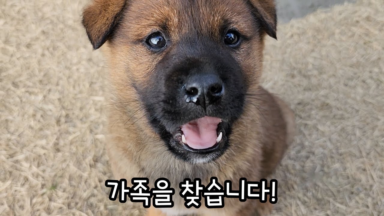 수로에 빠진 강아지를 '또' 구해주면 생기는 일