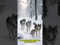 Most People Are Wrong About Wolf Leaders