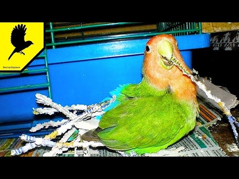Why does a parrot insert strips of paper into its tail? #parrot #lovebird #rosy-cheeked #parrot