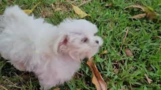 Kimmie Female Maltese Puppy