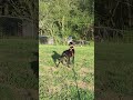 Hazel sniffing around! #ouradventures #ourpack #gsplife #lifeisgood #funny #doglife #cutedog