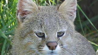 😹 Colo Colo English name Colocolo, Pampas Cat,Pajero 😹